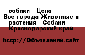 собаки › Цена ­ 2 500 - Все города Животные и растения » Собаки   . Краснодарский край